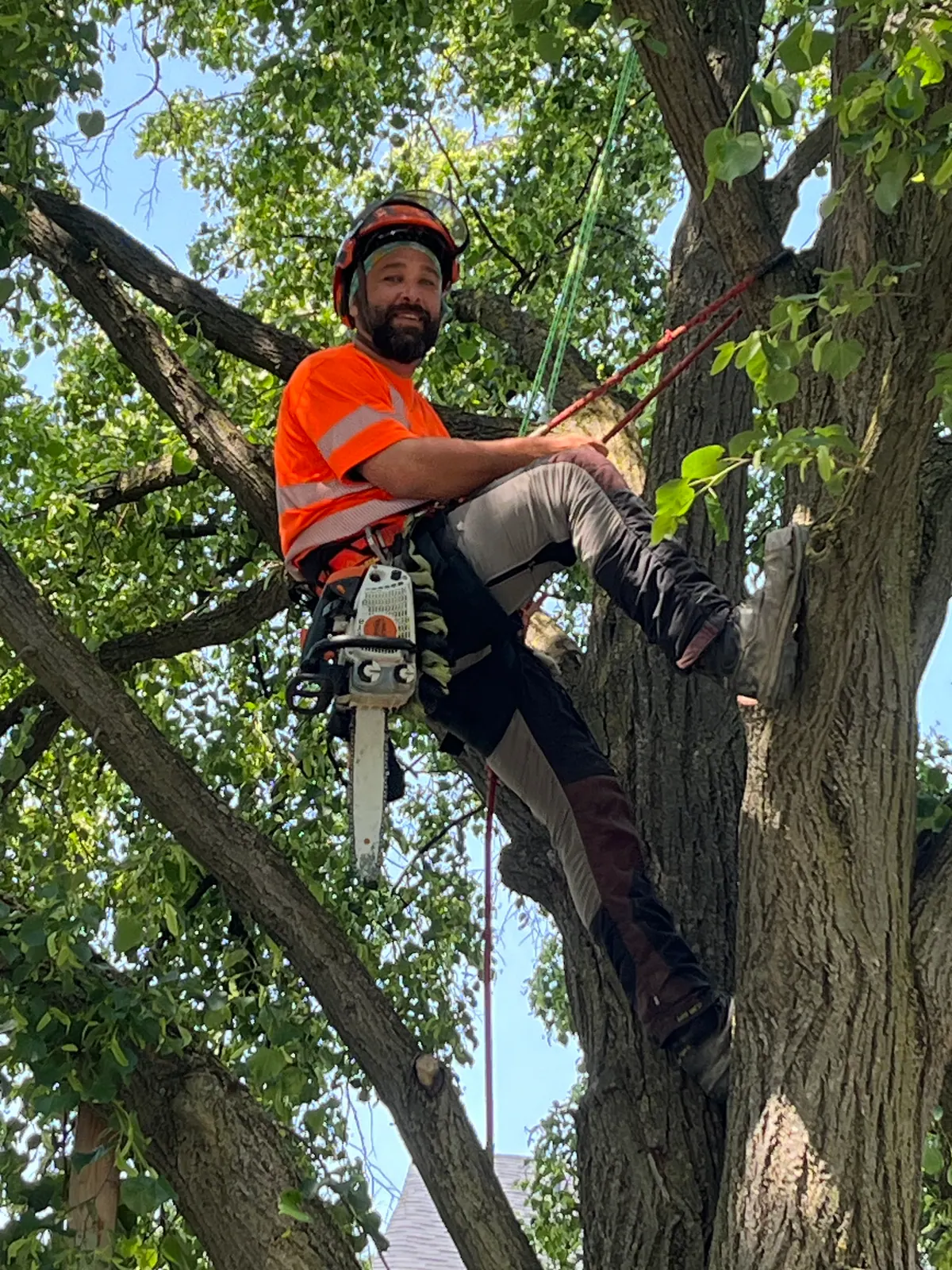 Smiling arborist in a helmet and orange hi-vis climbing a large tree with a chainsaw